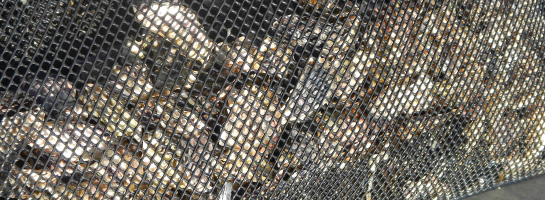 Many oysters are collected by the oyster mesh.