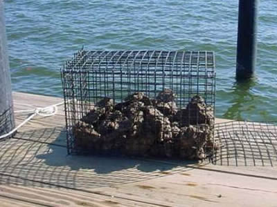 The cages contain several bags of spat on floor.