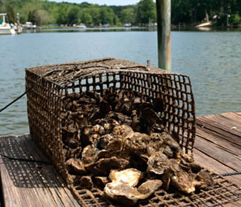 An opening oyster cage dumps oysters on the wooden floor.