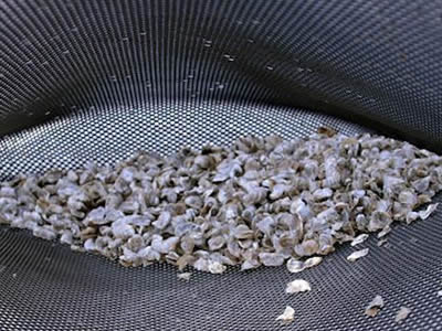 An open sealed oyster bag stands on end and some oyster seeds in it.